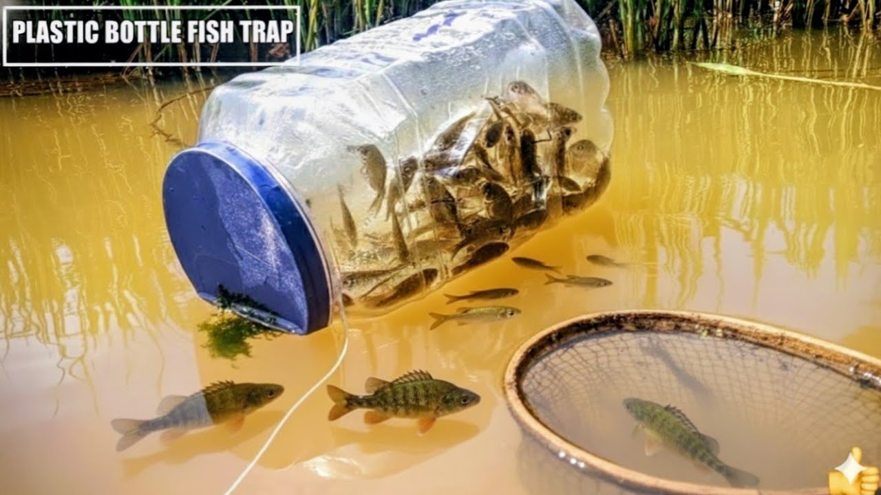 PLASTIC BOTTLE FISH TRAP || বোতল দিয়ে মাছ ধরার পদ্ধতি || PUTI MACH DHORA