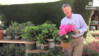 Re-blooming Hydrangeas with Nicholas Staddon