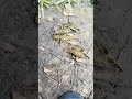 ЛОВЛЮ РАКОВ НА ПРУДУ КИТАЙСКИМИ РАКОЛОВКАМИ. #vlog #рыбалканаозере #рыбалка