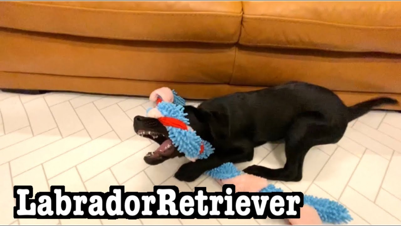 【失敗…】子犬のラブラドールレトリバー がトイレ失敗！…2020大型犬LabradorRetriever YouTube