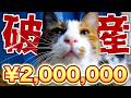 【破産】猫のガン治療にかかった金額がヤバすぎました…。