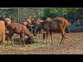 Sambar Deer || Mobile Videography || Wildlife || सांबर डियर || मोबाइल वीडियोग्राफी || वाइल्डलाइफ