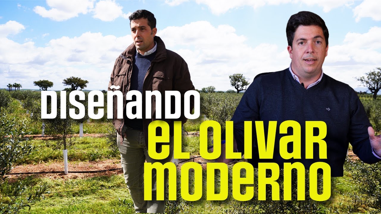 Cómo diseñar una plantación. Diseñando el Olivar Moderno