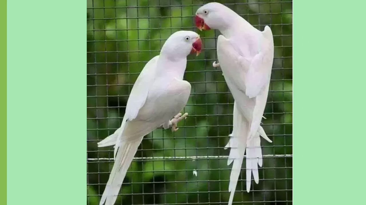 My Beautiful Collection Of White Ringneck & Sun Conure’s | Parrots
