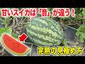 収穫が早すぎる人へ スイカはこの音が鳴ったら食べ頃!