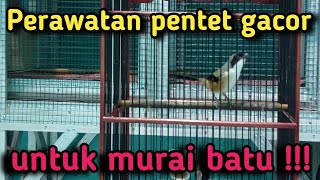 Cara perawatan pentet madura untuk masteran murai batu