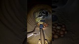Sandfish Skink POV Inside a Real Desert Cave 🦎 | Micro Camera Footage #underwatervideo‎ #pets