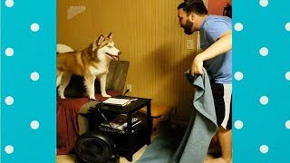 ANIMALS AMAZING REACTION TO THE FLUFF CHALLENGE | Funny Pets by Fails 4 Fun 316,774 views 5 years ago 2 minutes, 21 seconds