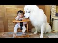 【デカ!】生後10ヶ月の妹のご飯を見守る超大型犬の圧がすごすぎるw|グレートピレニーズ