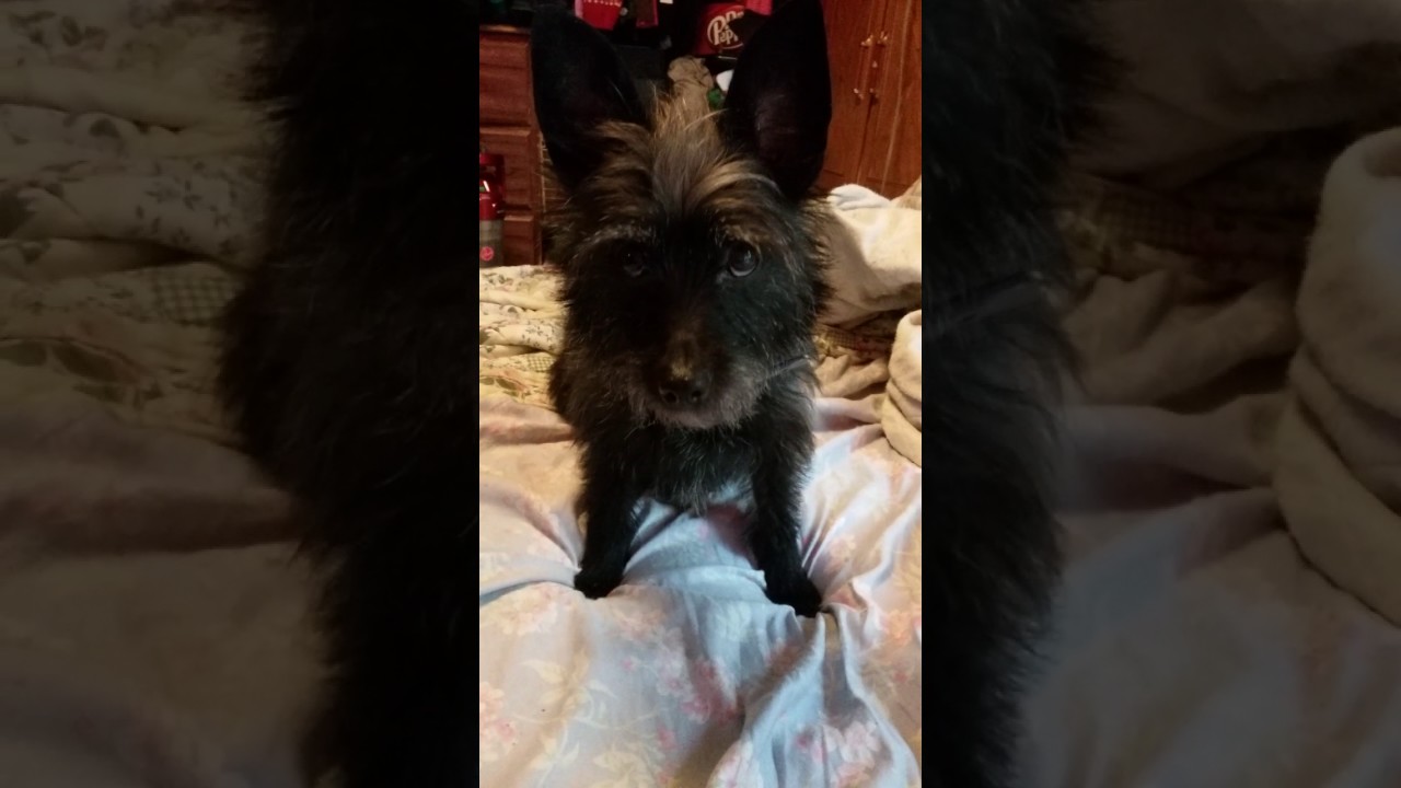 Pepper the Cairn Terrier😍😍🐾