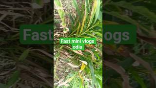 first mini vlogs Hamar Odia Sundargarh