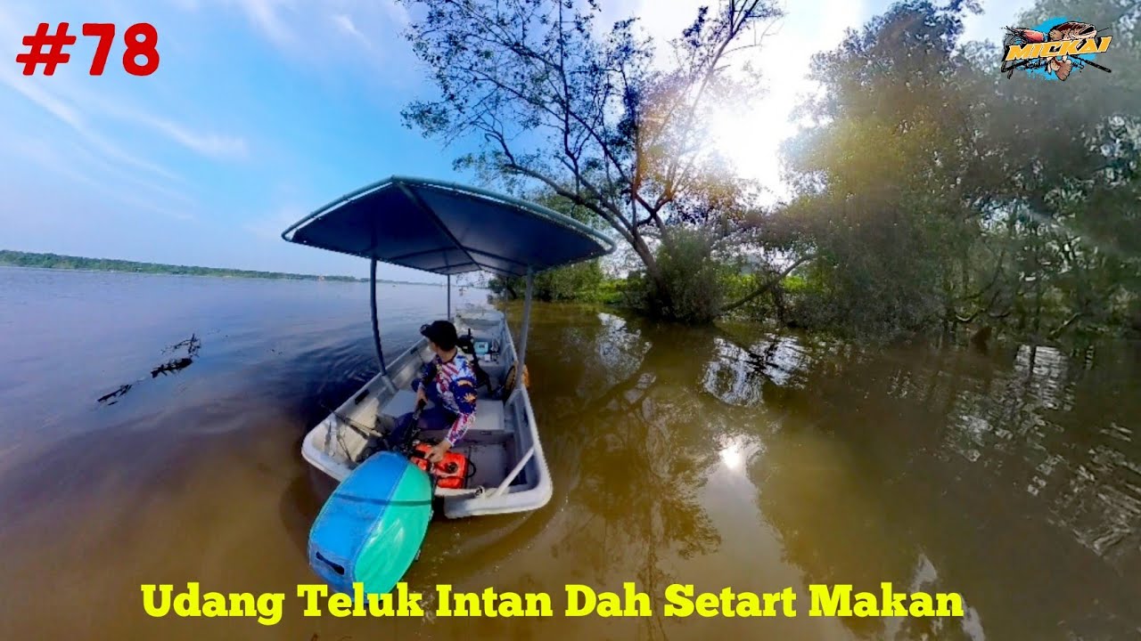 Hanya SATU Spot Gasak Udang [Part 1] Mancing Udang GALAH Di Sungai Teluk Intan 