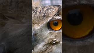 European Eagle Owl I see you #shorts #short