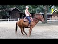 Quarter Horse Peppi - ein Pferd für alle Fälle!
