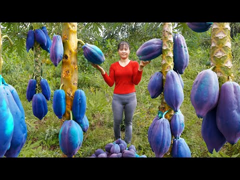 Harvesting GAC &
