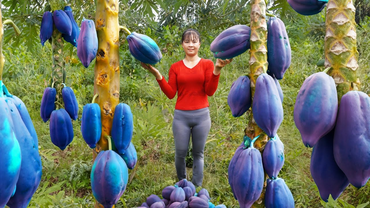 Harvesting GAC & Papaya Fruit Go to countryside market sell, Grow Vegetable |Phuong Daily Harvesting