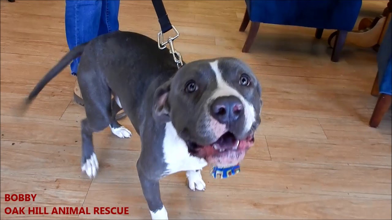 BOBBY - Oak Hill Animal Rescue