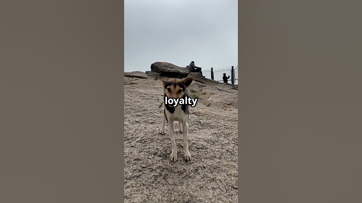 Lost Dog Found After Years: A Tale of Survival!