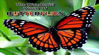 The Wonderful World Of Butterflies