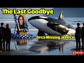 Orca Missing Jessica |  |Orca Atta,,ck Dolphin Jessica|Goodbye Jessica | Rip