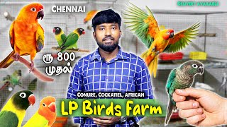 ₹800 முதல் | Birds Farm Visit | For SALES | Conure, Cockatiel | Delivery Available |@GoldenFarmingg