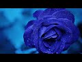 Heart Touching Sad Song | Soniye..... Hiriye....... | Lyrics
