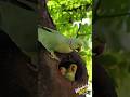 Mother Parrot Feeding Her Children #feeding #love