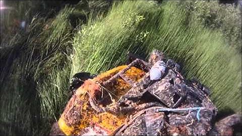 Can am 650 xt CVtech clutch test.