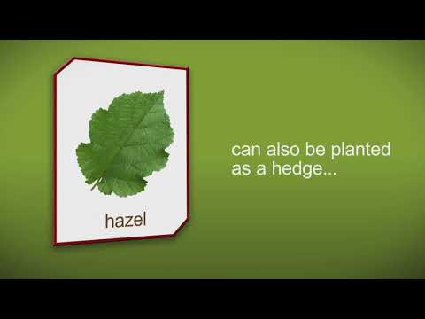How to plant a Hazel Hedge Plant by Heathwood Nurseries - Grown from British seed