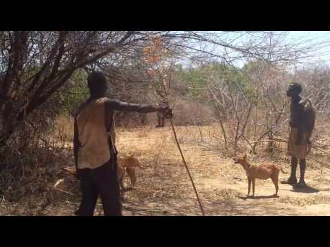צייד בעזרת חץ. קשת וכלבים, בושמנים בטנזניה