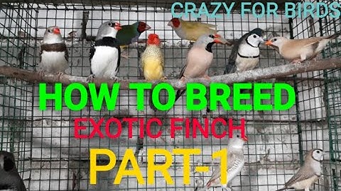 HOW TO BREED EXOTIC FINCH (PART-1)