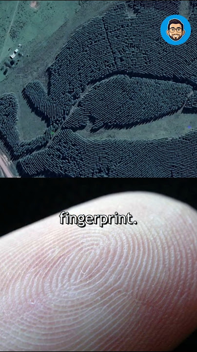 The Forest That Looks Like a Giant Fingerprint