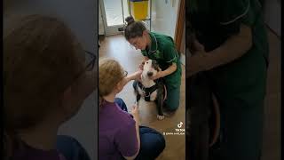 Bull Terrier At The Vets Having Bloods Taken