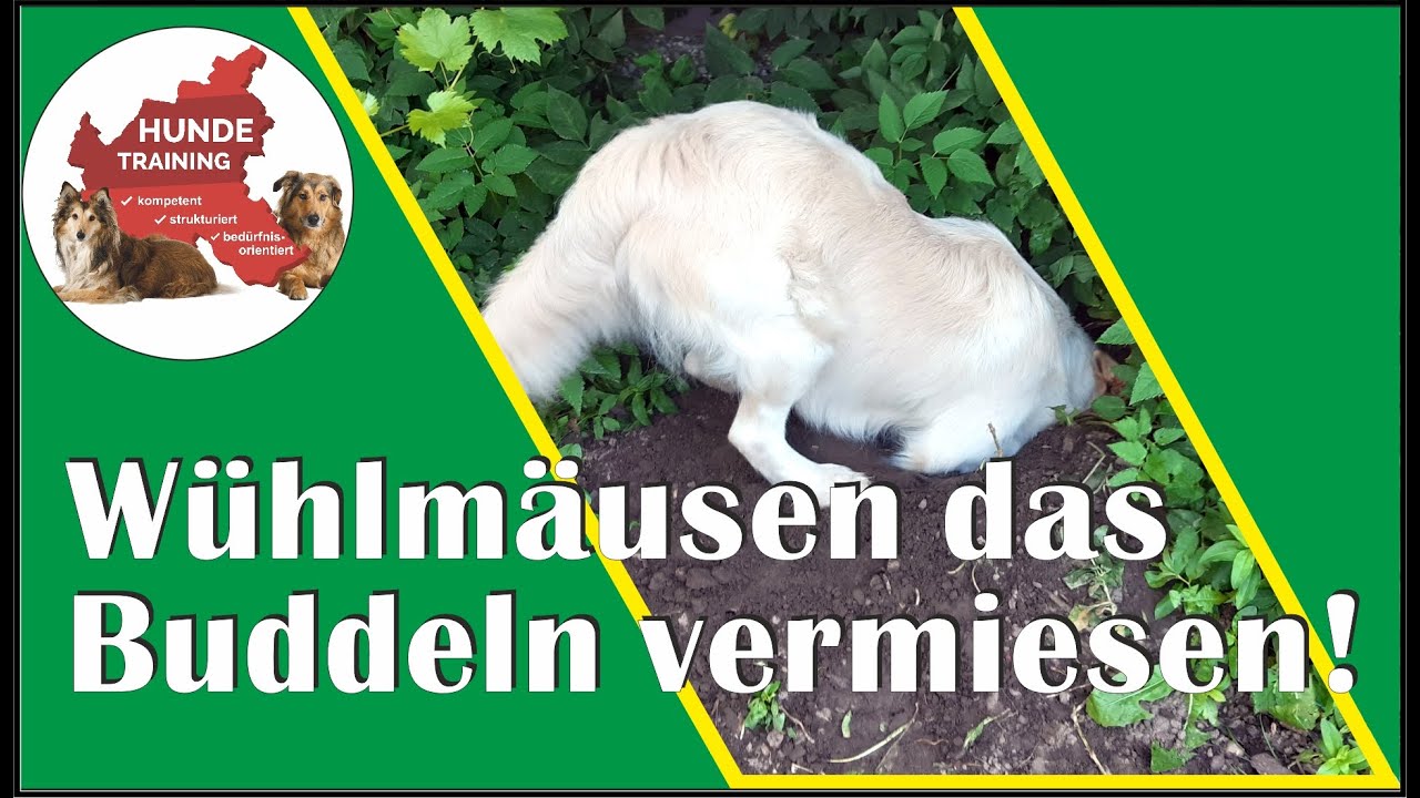 Hund buddelt Löcher im Garten? Dieser Tipp begeistert viele Hundehalter