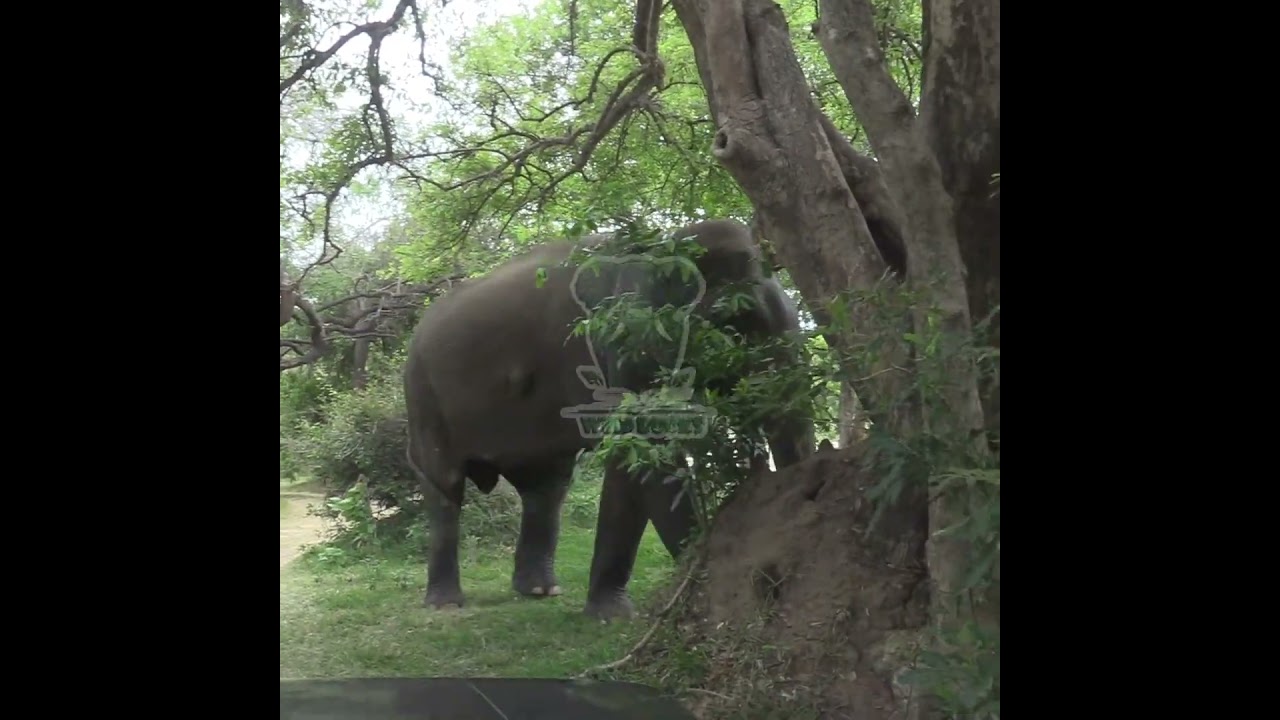 Wild elephant approaching safari jeep | Elephant | Wildlife | Wild animals | Nature 