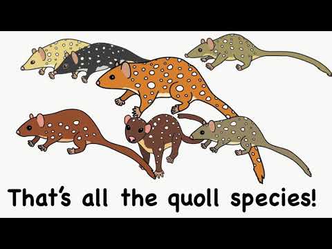 All the Quoll Things