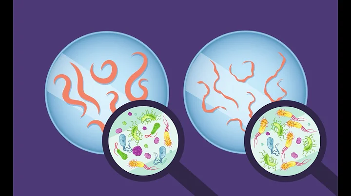 Investigating the Role of Gut Microbes in Aging and Disease Using Tiny Worms