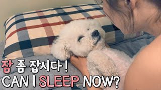 Bichon Frise's Night Routine Revealed | SOM-thing Special Bedtime Routine