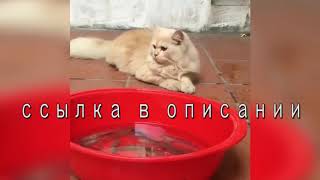 Милые котята. Интересные видео с кошечками и котиками. Лучшие приколы. Милые котята. Интересные видео с кошечками и котиками. Лучшие приколы.