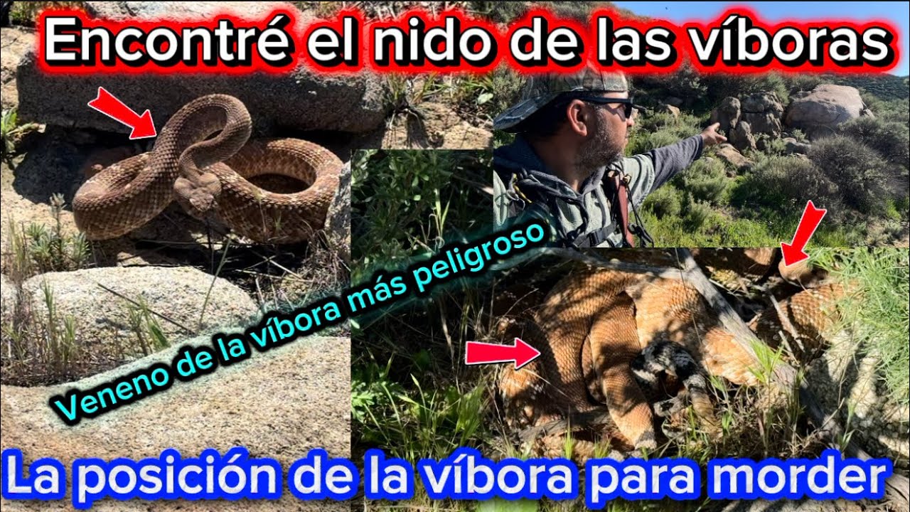 Estoy rodeado de las víboras cascabeles, encontré el nido