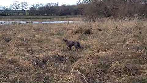 German Shorthaired Pointer pointing, relocating and flushing pheasant with handler at a distance