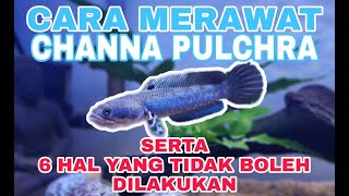 CARA MERAWAT CHANNA PULCHRA || SI IKAN CANTIK DARI MYANMAR || CHANNA BETTA FISH