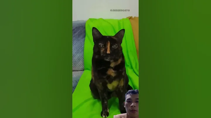 Video 5267531: funnycats pets catlover cats, catlover gatos pets funnycats, cats pets catlover funny