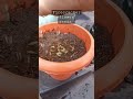 kanakambaram flower seeds