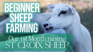 Our First Month Raising St Croix Sheep | Beginner Sheep Farming | Sheep on the Homestead | Greg Judy