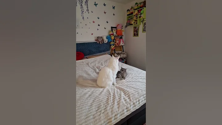 Watch the video about #cat #katze #catlover #mainecoon ##shorts #s&uuml;&szlig; #pets #cute