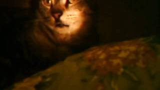 Smp Films Heres My Offer For That Mean Kitty