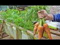 Tip to grow carrots at home for a lot of tubers | Plant carrots in Bag