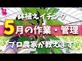 【2022最新】イチジク5月の作業と管理を園芸農家が教えます！