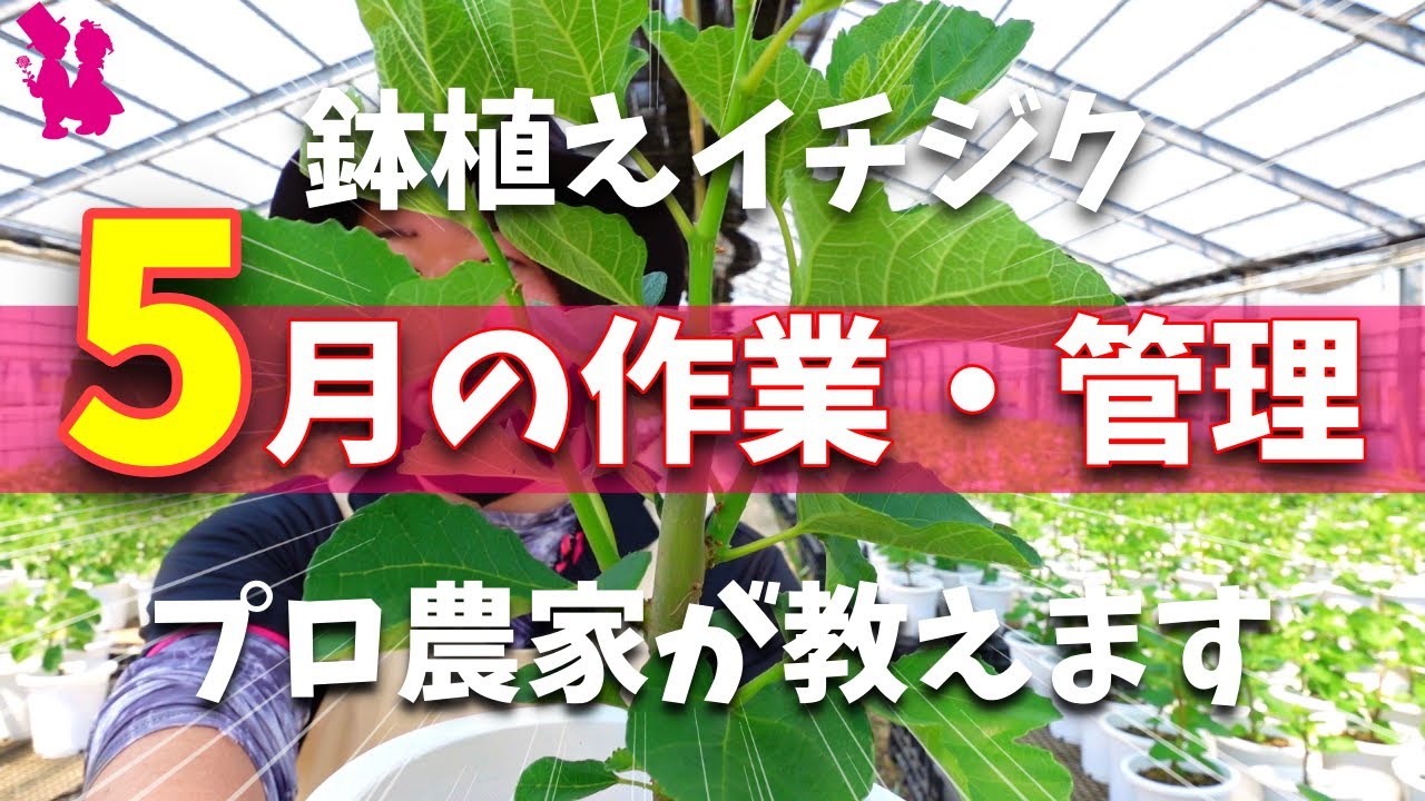 【2022最新】イチジク5月の作業と管理を園芸農家が教えます！